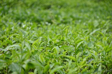 Cameron Highlands, Malezya 'daki çay çiftliği.