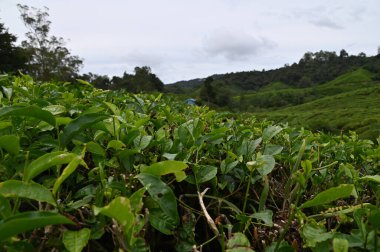 Cameron Highlands, Malezya 'daki çay çiftliği.
