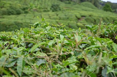 Cameron Highlands, Malezya 'daki çay çiftliği.