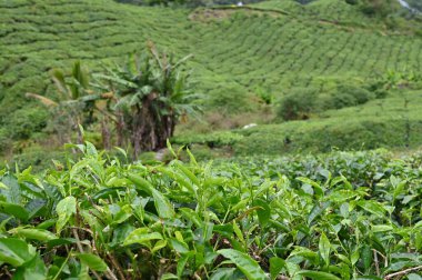 Cameron Highlands, Malezya 'daki çay çiftliği.