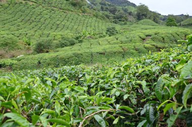 Cameron Highlands, Malezya 'daki çay çiftliği.