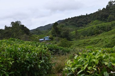 Cameron Highlands, Malezya 'daki çay çiftliği.