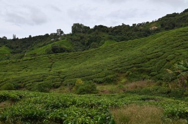 Cameron Highlands, Malezya 'daki çay çiftliği.