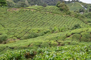 Cameron Highlands, Malezya 'daki çay çiftliği.