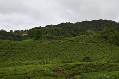 Cameron Highlands, Malezya 'daki çay çiftliği.