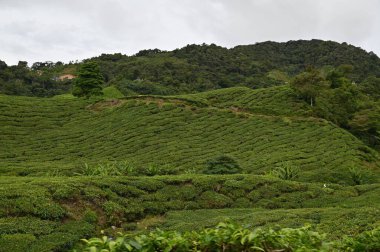 Cameron Highlands, Malezya 'daki çay çiftliği.