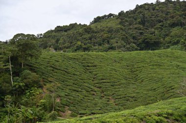 Cameron Highlands, Malezya 'daki çay çiftliği.