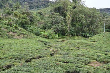 Cameron Highlands, Malezya 'daki çay çiftliği.
