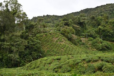Cameron Highlands, Malezya 'daki çay çiftliği.