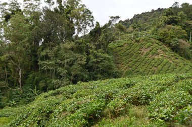 Cameron Highlands, Malezya 'daki çay çiftliği.