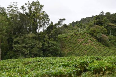 Cameron Highlands, Malezya 'daki çay çiftliği.