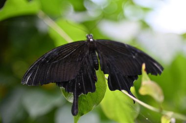 Cameron Highlands, Malezya 'da Eski Bir İngiliz Sigara Evi