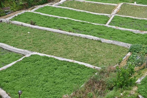 Krásné Květiny Travnatá Lůžka Cameron Highlands Malajsie — Stock fotografie