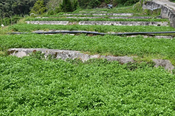 Krásné Květiny Travnatá Lůžka Cameron Highlands Malajsie — Stock fotografie