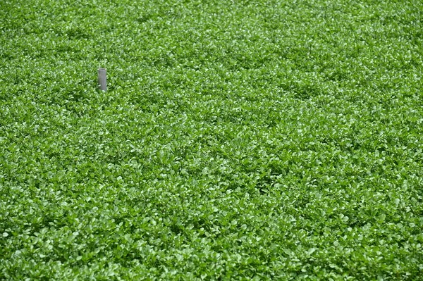 Las Hermosas Flores Camas Hierba Cameron Highlands Malasia — Foto de Stock