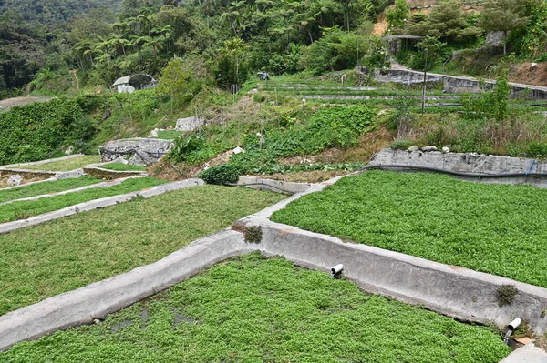 Cameron Highlands Malezya 'sının Güzel Çiçek ve Çimen Yatakları