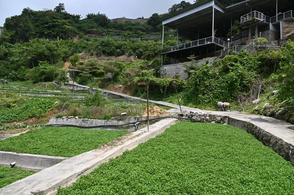 Cameron Highlands Malezya 'sının Güzel Çiçek ve Çimen Yatakları