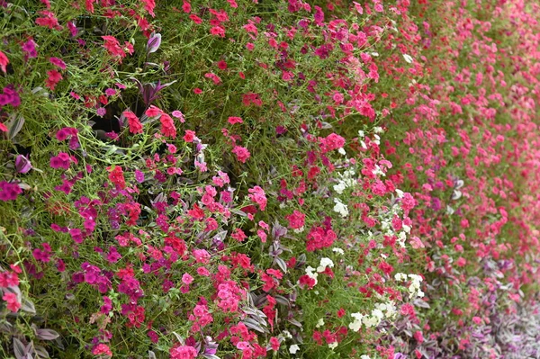 Las Hermosas Flores Camas Hierba Cameron Highlands Malasia —  Fotos de Stock