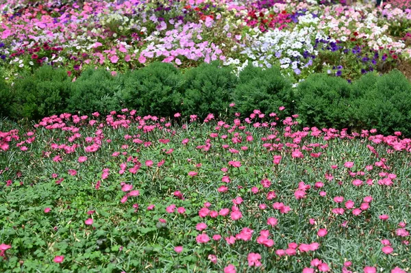 Les Belles Fleurs Les Lits Herbe Cameron Highlands Malaisie — Photo