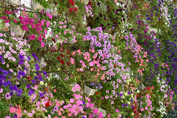 Beautiful Flowers Grass Beds Cameron Highlands Malaysia — Stock Photo, Image