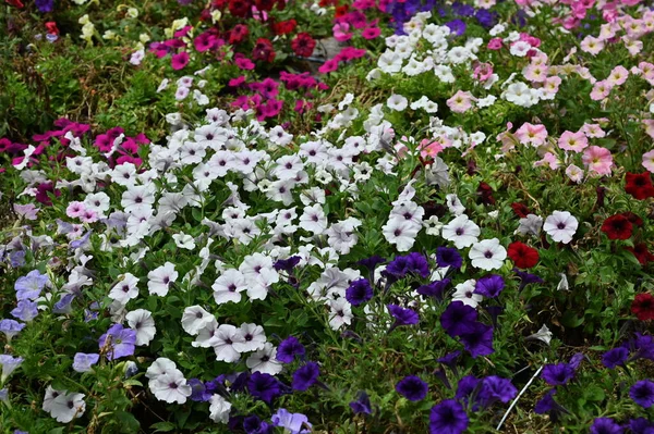 Las Hermosas Flores Camas Hierba Cameron Highlands Malasia —  Fotos de Stock