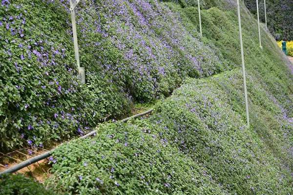 Beautiful Flowers Grass Beds Cameron Highlands Malaysia — Stok Foto