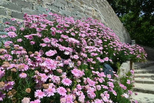 Cameron Highlands Vakre Blomster Gressenger – stockfoto