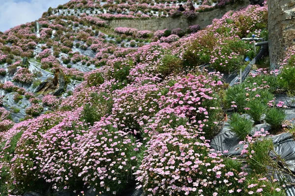 キャメロンハイランドの美しい花と草のベッド マレーシア — ストック写真