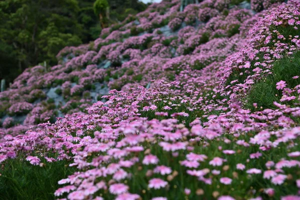 Prachtige Bloemen Grasbedden Van Cameron Highlands Maleisië — Stockfoto