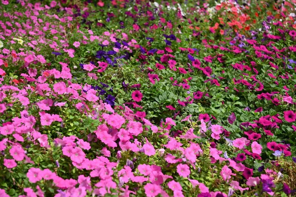 Las Hermosas Flores Camas Hierba Cameron Highlands Malasia — Foto de Stock
