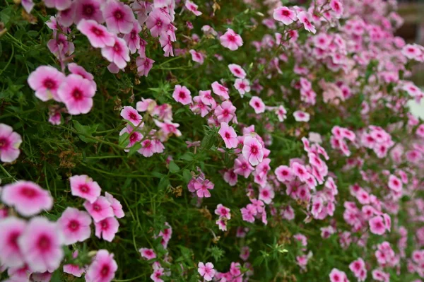 Prachtige Bloemen Grasbedden Van Cameron Highlands Maleisië — Stockfoto