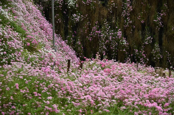 キャメロンハイランドの美しい花と草のベッド マレーシア — ストック写真