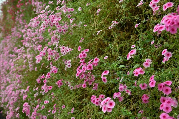 Belas Flores Camas Grama Cameron Highlands Malásia — Fotografia de Stock