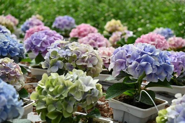 Prachtige Bloemen Grasbedden Van Cameron Highlands Maleisië — Stockfoto