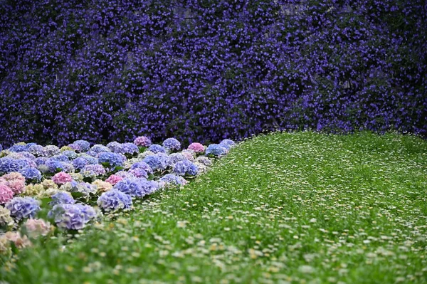 Cameron Highlands Malezya 'sının Güzel Çiçek ve Çimen Yatakları