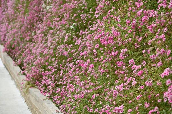 Beautiful Flowers Grass Beds Cameron Highlands Malaysia — Stock Photo, Image