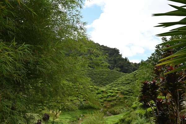 Plantação Chá Cameron Highlands Malásia — Fotografia de Stock