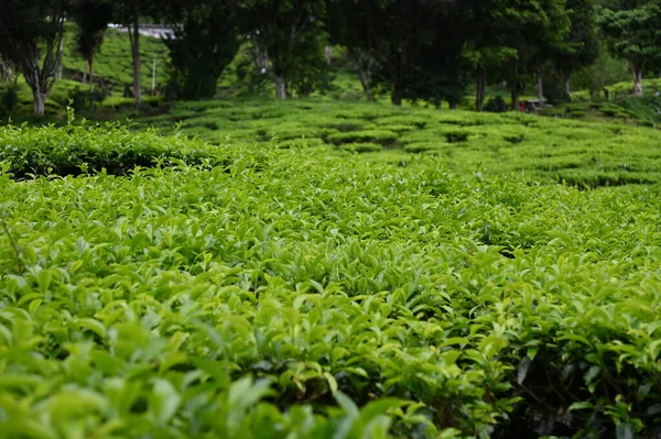 マレーシアのキャメロンハイランドにある茶畑で — ストック写真