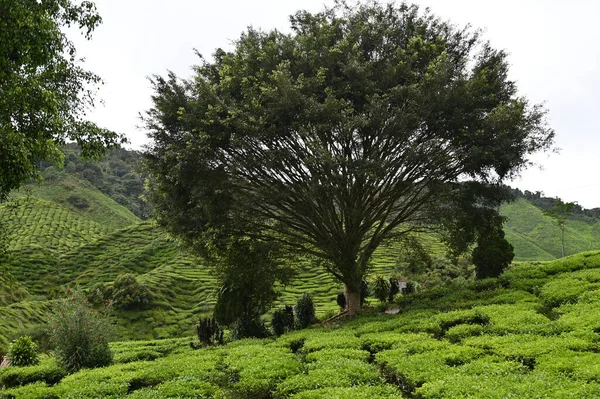 Teeplantage Hochland Von Kamerun Malaysia — Stockfoto