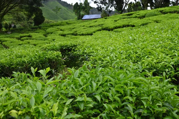 Teaültetvény Cameron Highlands Malajziában — Stock Fotó