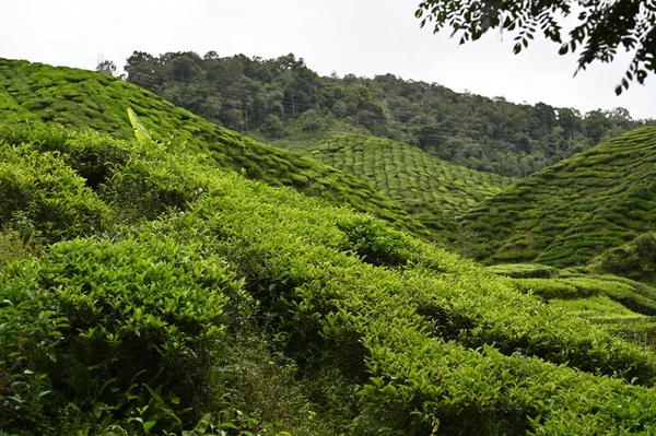 Teaültetvény Cameron Highlands Malajziában — Stock Fotó