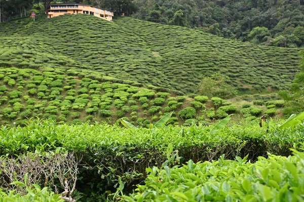 Plantação Chá Cameron Highlands Malásia — Fotografia de Stock