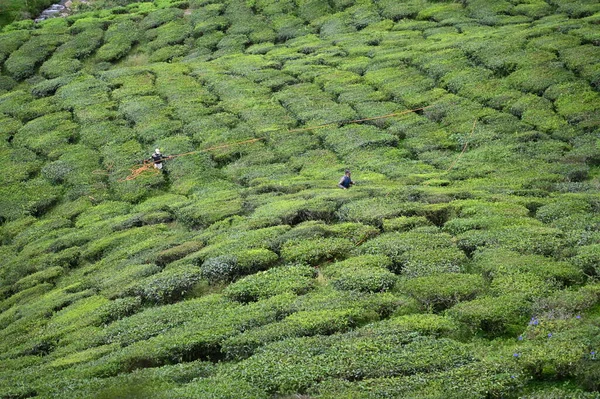 Teeplantage Hochland Von Kamerun Malaysia — Stockfoto