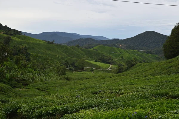 Teeplantage Hochland Von Kamerun Malaysia — Stockfoto