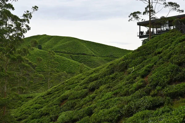 Plantacja Herbaty Górach Cameron Malezja — Zdjęcie stockowe