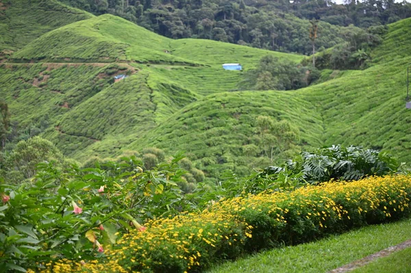 Čajová Plantáž Cameron Highlands Malajsie — Stock fotografie