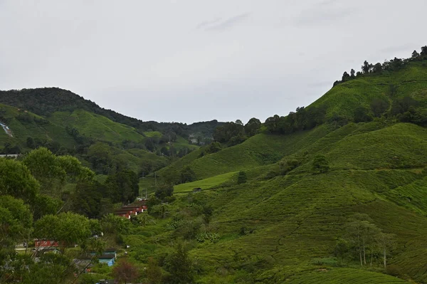 Teaültetvény Cameron Highlands Malajziában — Stock Fotó