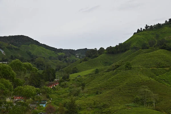 Teeplantage Hochland Von Kamerun Malaysia — Stockfoto