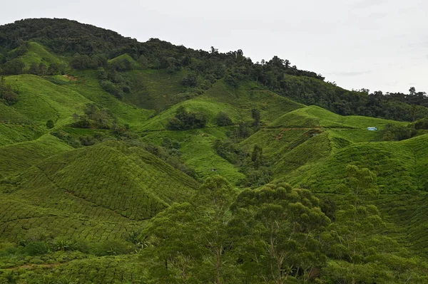 Plantación Las Tierras Altas Cameron Malasia — Foto de Stock