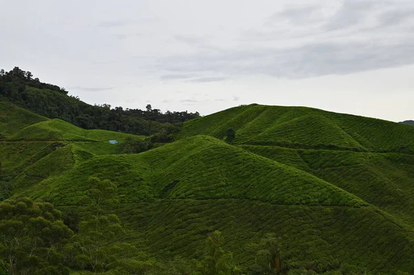 Čajová Plantáž Cameron Highlands Malajsie — Stock fotografie